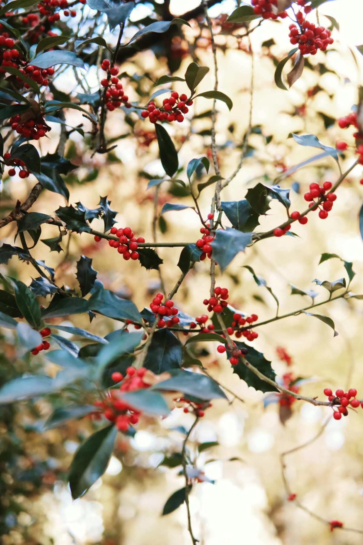 Pexels Mehmet 34611104